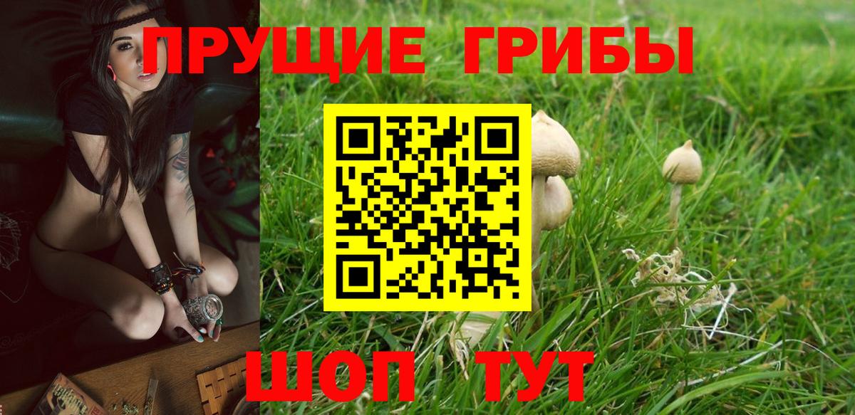 Благодарный  Псилоцибиновые грибы Cubensis  Вход с VPN 